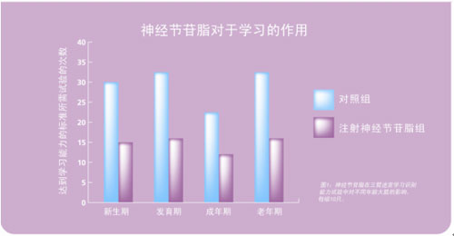 帮助胎儿脑部发育的重要营养素-GA(神经节苷