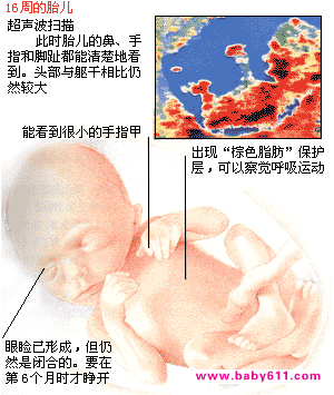 ̥������ͼ��: 13��16��ʱ��̥��