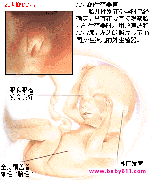 ̥������ͼ��: 17��20��ʱ��̥��