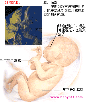 ̥������ͼ��: 25��28��ʱ��̥��