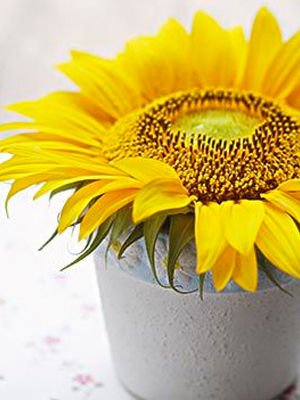 ����7��ʳ����ƻ��������