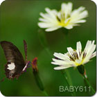 �������ͺ�����