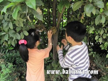 大班环保教学活动《我给鸟儿安个家》