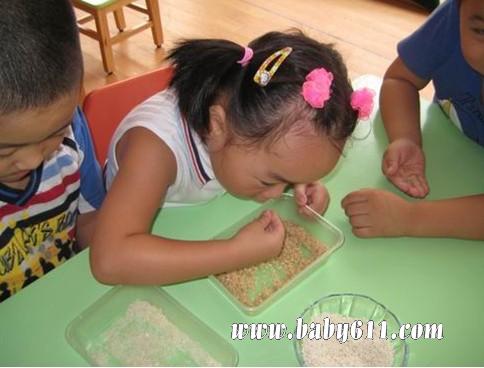 幼儿园大班科学活动教案:各种各样的米