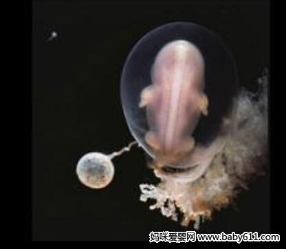 人工受孕的9大法门