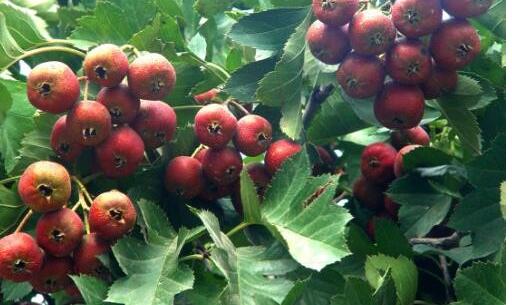 ��������������ٳ���3��ˮ�� �����